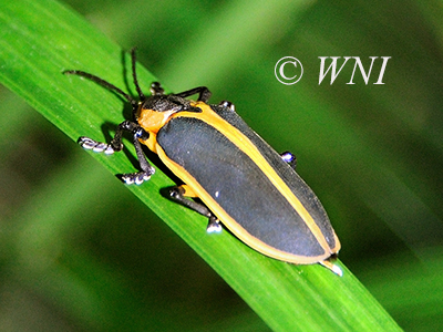 Mecistomela marginata (Hispinae, Chrysomelidae)